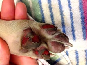 hot-pavement-can-burn-your-pets-paws