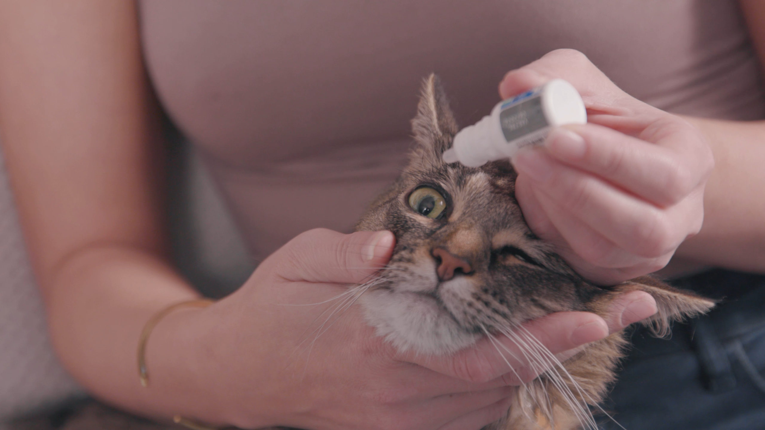 How to give eye drops to your cat