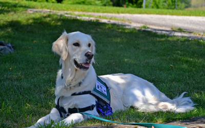 image for April 26th is International Guide Dogs Day